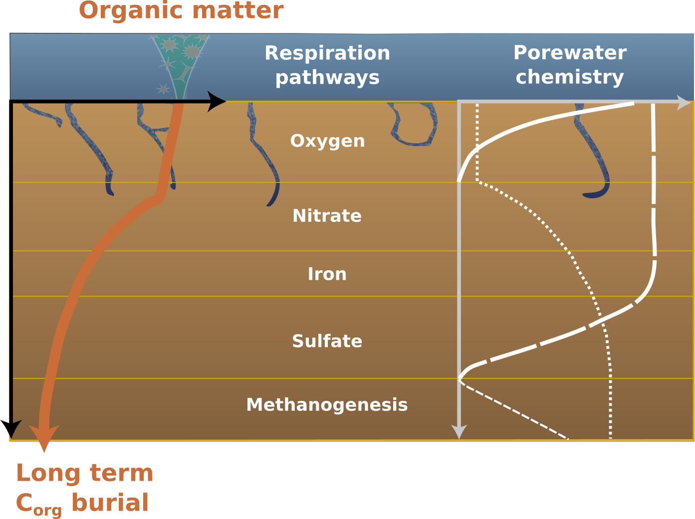 Conceptual diagram of the OMEN-SED early diagenetic model