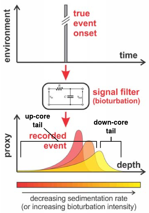 Conceptual illustration of how bioturbation alters environmental signals in marine sediments