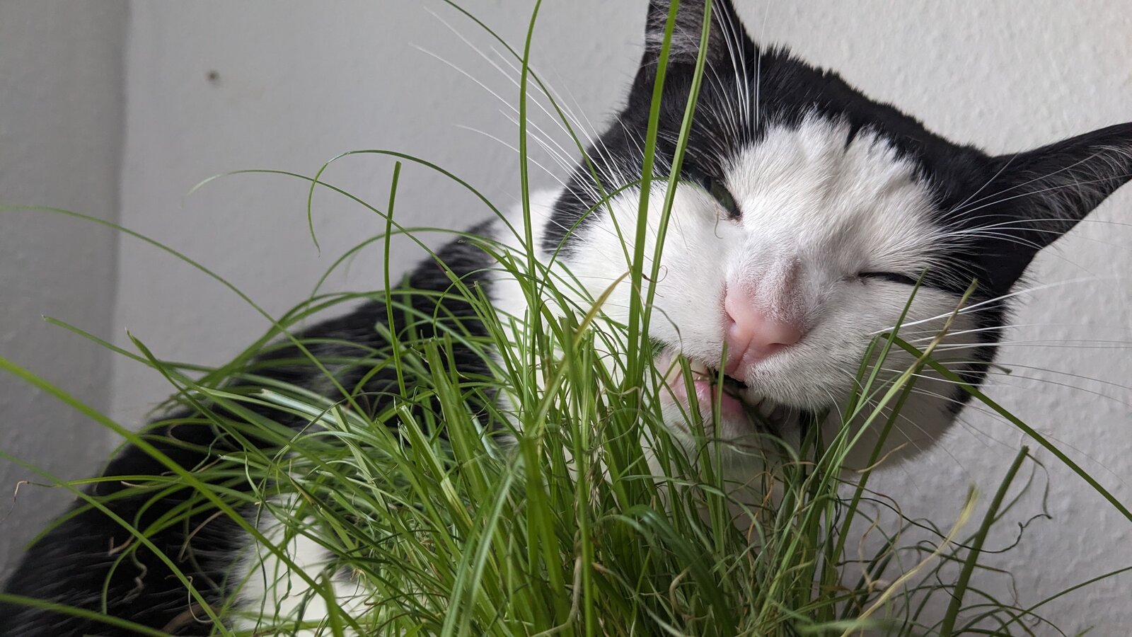 Owen investigating grass